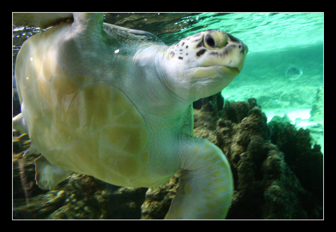 Surfing Turtle