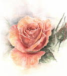 The rose 08 by PernillaHansson