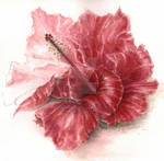 Hibiscus 08 by PernillaHansson