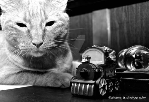 Cat and Miniature Train