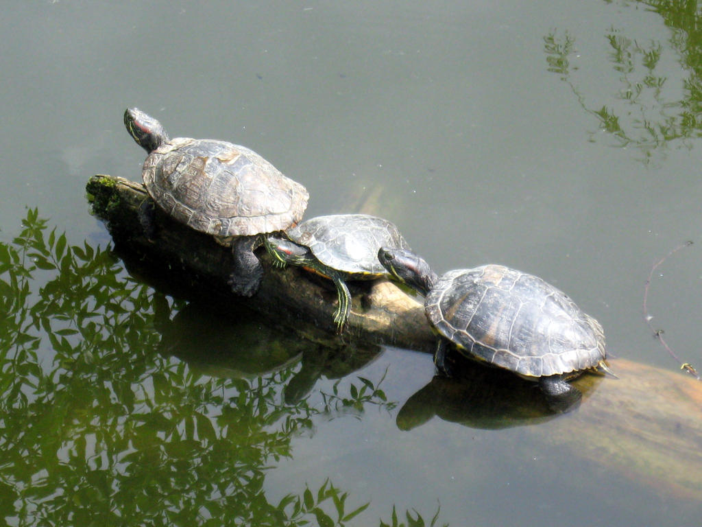 turtles by SameOldSong89 on DeviantArt