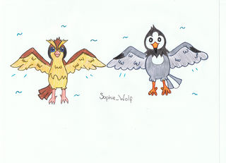 Pidgey and Starly