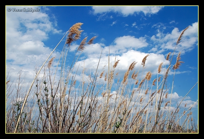 Thru the Sea Grass