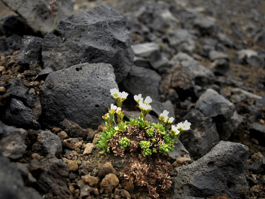 flowers in ashes