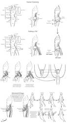 Serafin Evolution Part 1