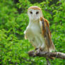 CatherineCross Barn Owl