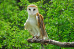 CatherineCross Barn Owl by CatherineCross