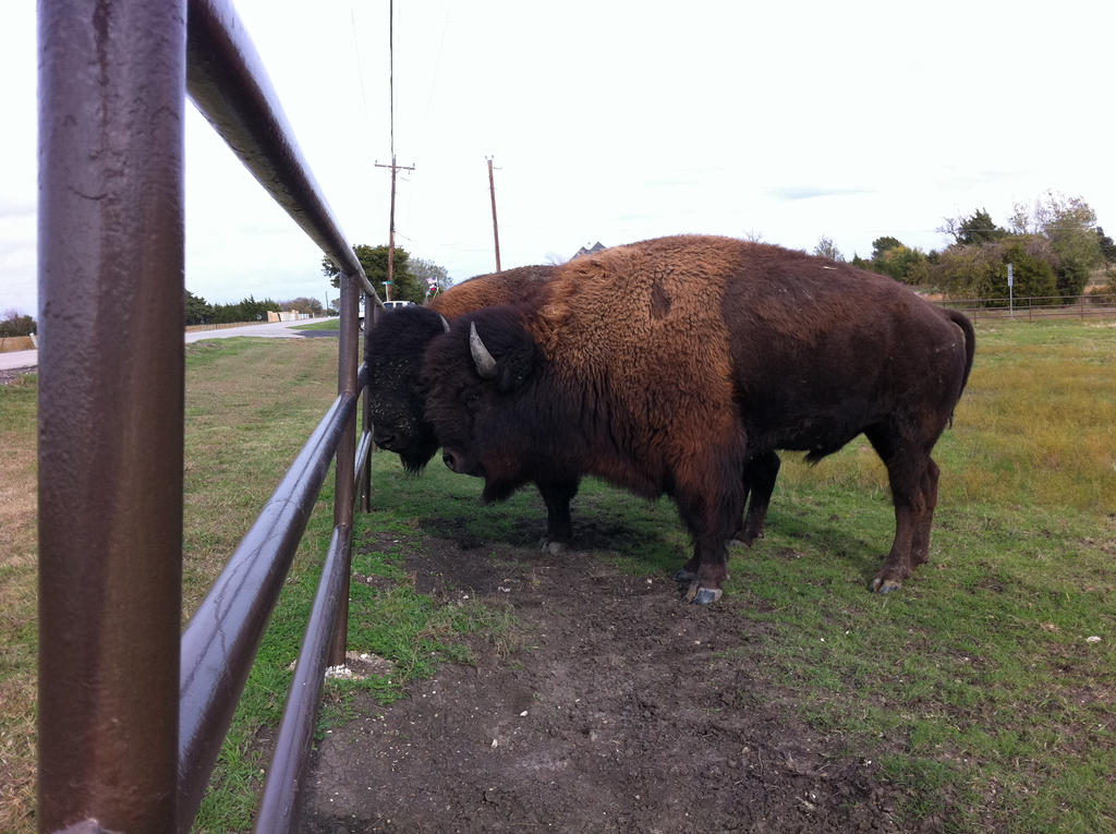 North American Buffalo