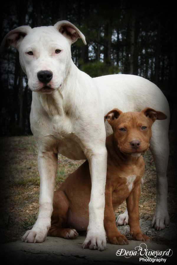 PITBULLS