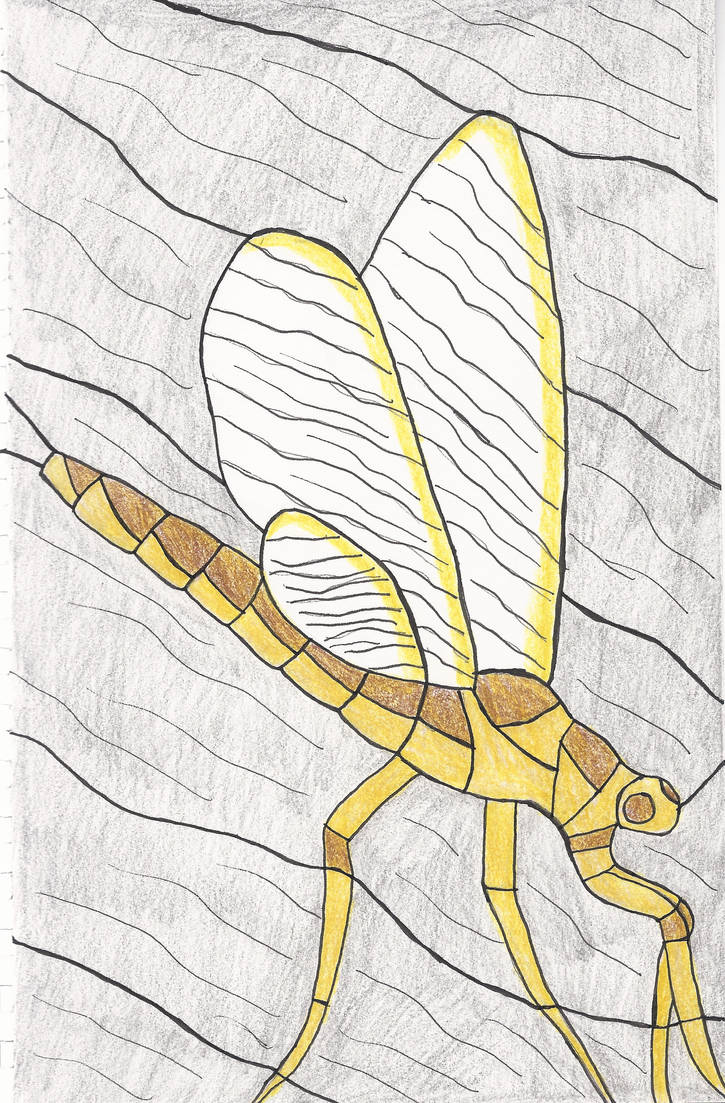Mayfly 1 by Zaloffshat on DeviantArt