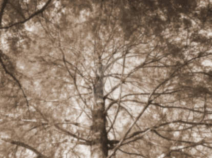 A tree of blur