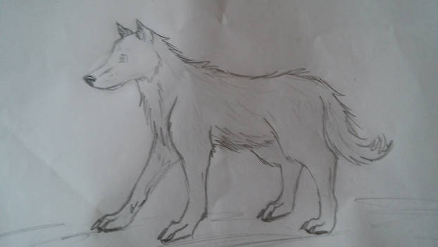 Wolf Doodle 2