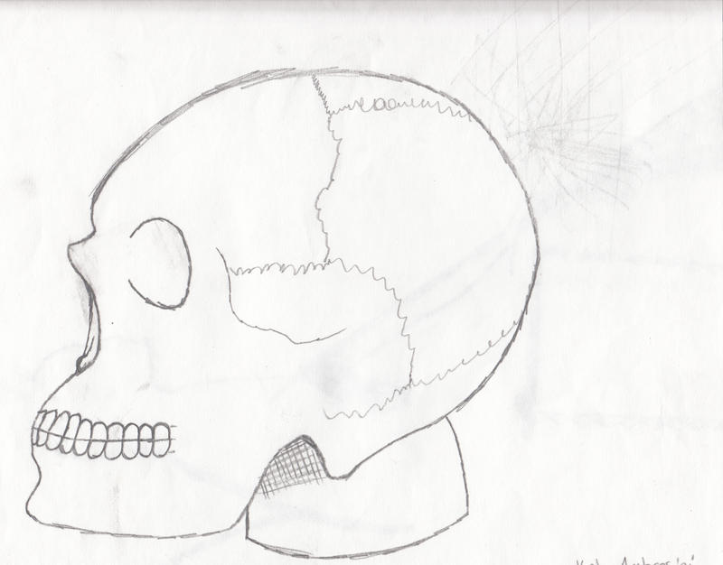 Skull Sketch