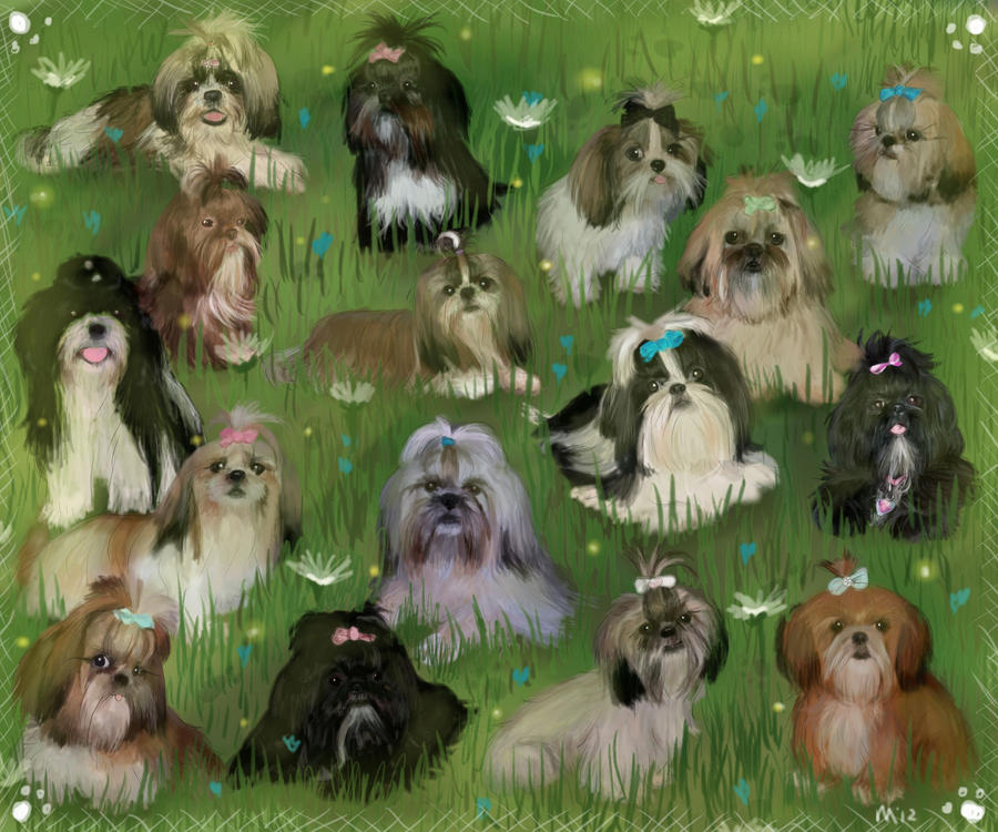 Pawprint Garden Shih Tzus