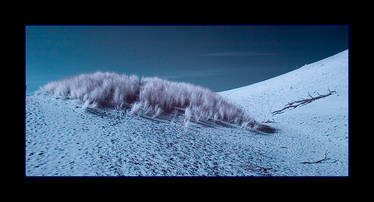 Dunes and grass