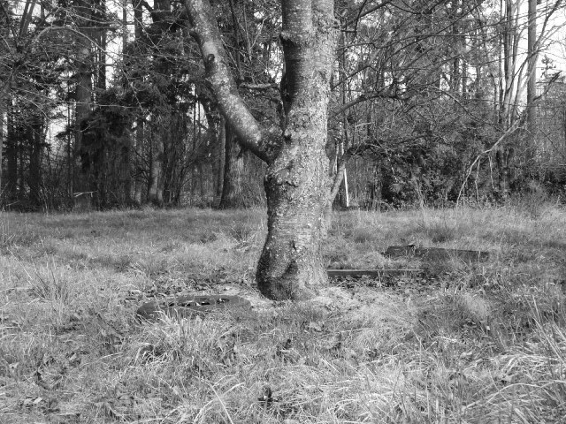 Under the tree