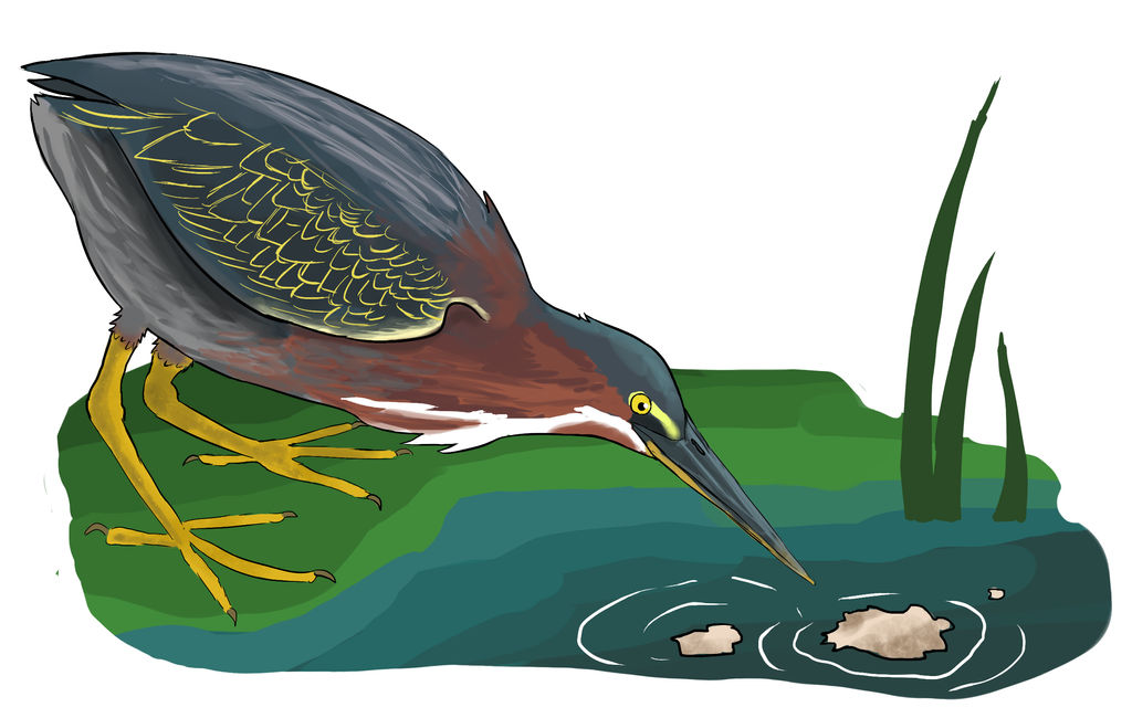 Green Heron