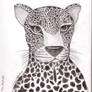 The leopard