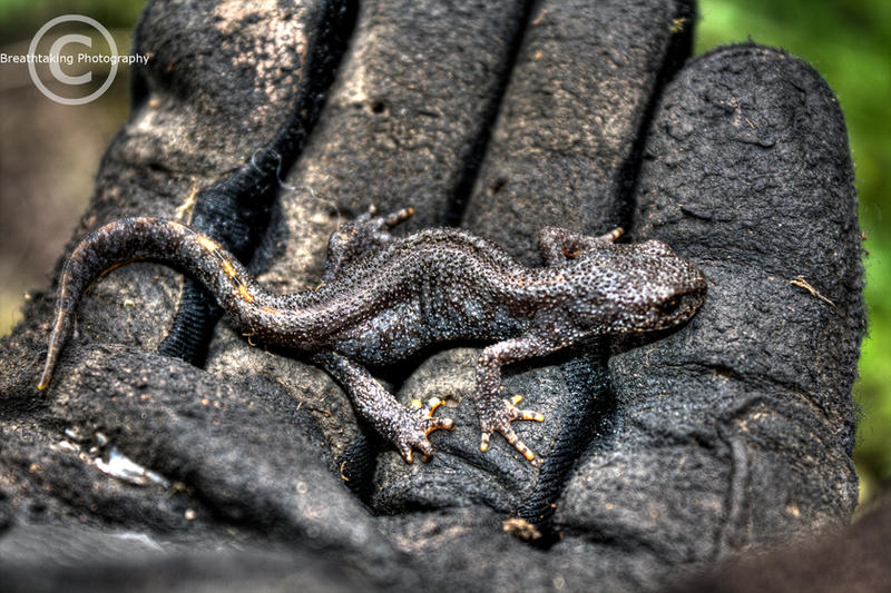 The little saurian I HDR