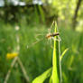 Spider on grass blade