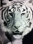 Bengal Tiger (Charcoal Drawing) by TrebleSketchOfficial