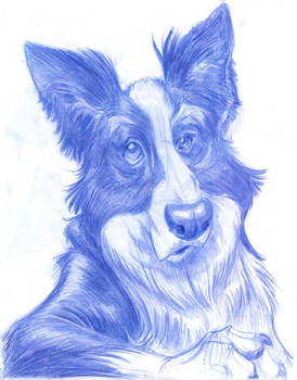 Animal Caricatures No. 13