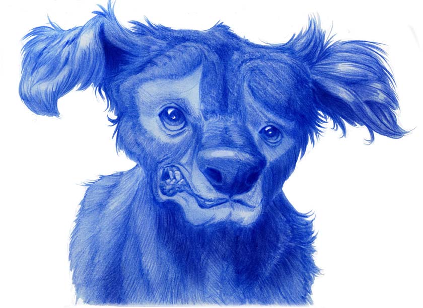 Animal Caricatures No. 30