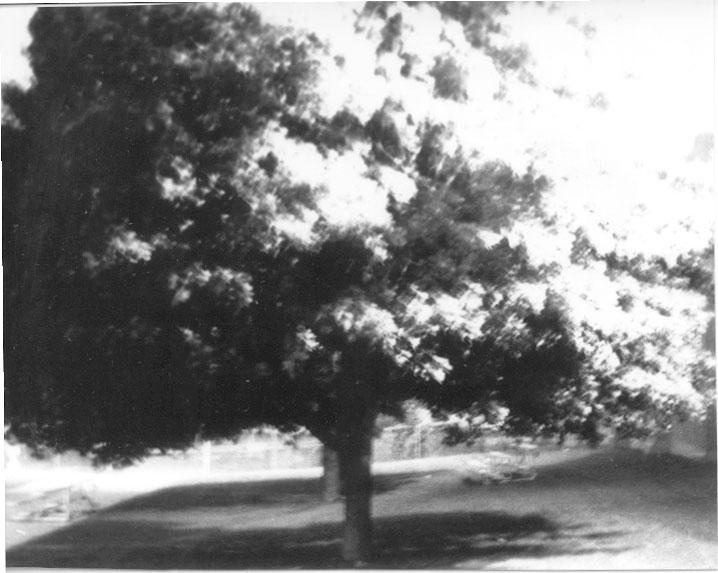 Exploding Tree by emoshutterbug on DeviantArt