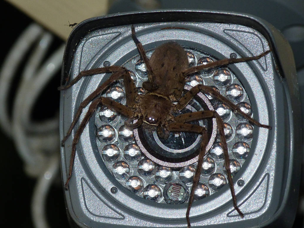 Spiber Camera Spider on a camera! by SaphaiaNefertiti on DeviantArt