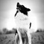 Border Collie Leo Black and White