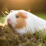 Guinea-Pig Frankie