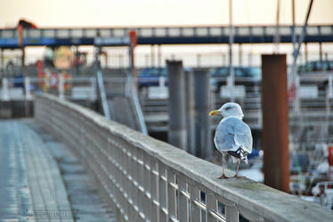 Seagull