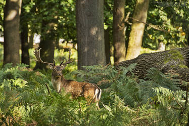 Fallow Deer in Richmond Park