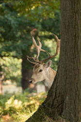Fallow Deer in Richmond Park