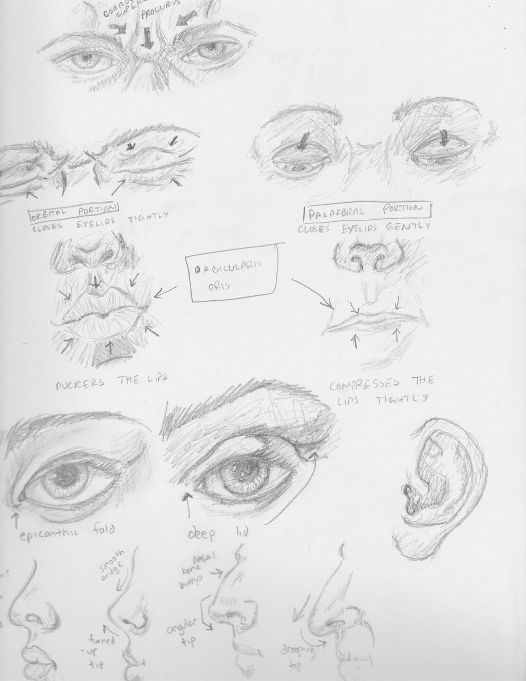 Facial Study