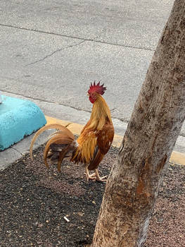 hey look a chicken