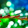 Bokeh wonderland