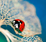 Resting ladybug by pqphotography