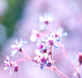 Summer bloom