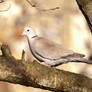 Red eyed dove