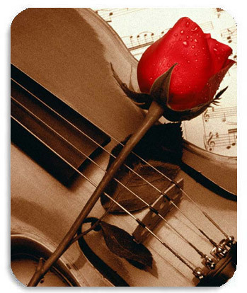 violin and rose