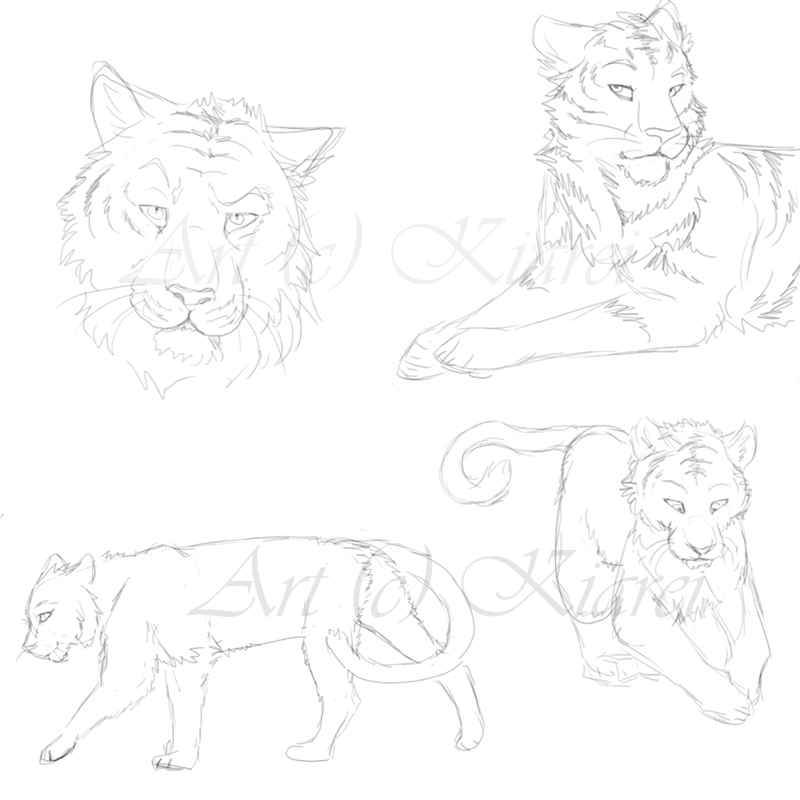 Big Cat examples