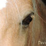 Pony's Eye