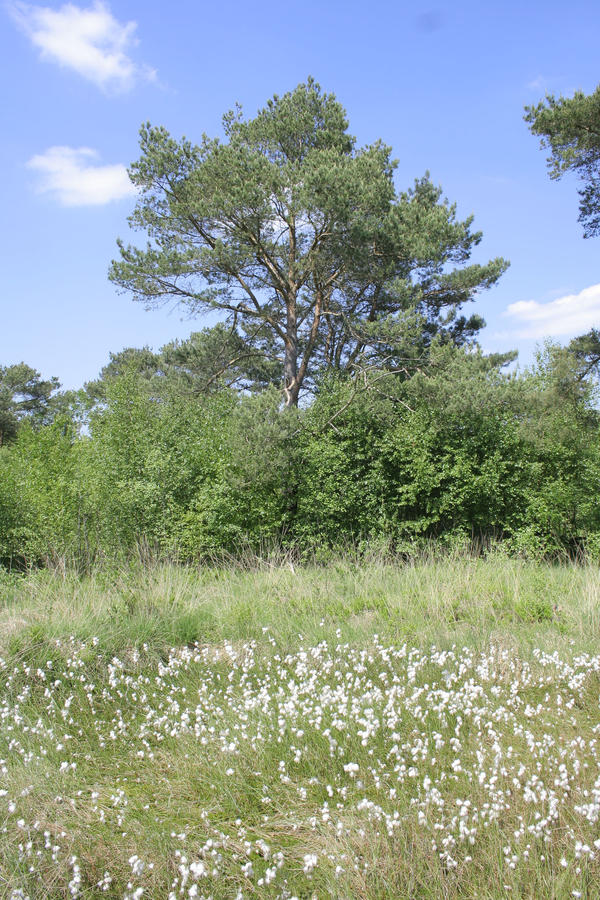 Moor Landscape Stock 02