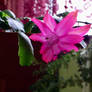 Christmas Cactus