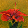 Red Hibiscus