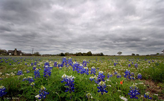 Bluebonnets