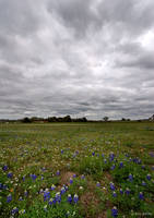 Bluebonnets II