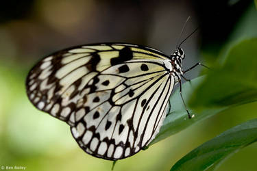 White Butterfly