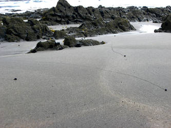 Beach Snails